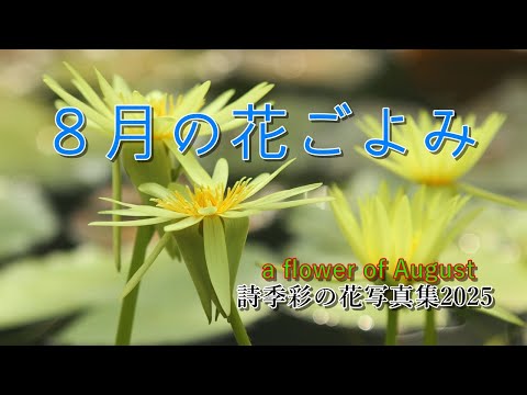 ８月の花ごよみ、シリーズ詩季彩の花写真集2025、夏の花ごよみ