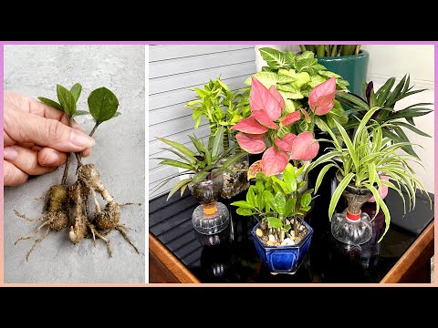 Good tips to help you get lovely potted plants to create a unique look for your home