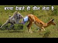 BABOON का हमला इतना खतरनाक क्यों होता है ? WHY BABOON ATTACK IS SO DANGEROUS ?