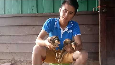 Qhia txog tshuaj zoo me nyuam qaib mob qhov muag 28/6/2019