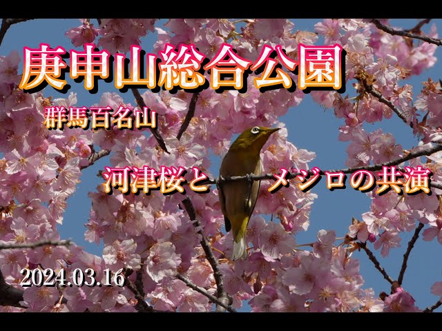 庚申山総合公園散歩とふじの咲く丘の河津桜とメジロ　2024.03.16