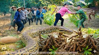 Celebrity 72 Hours of Danger: Harvesting 1000+Giant Cassava Roots - A Giant Python was Discovered Underground! Wealth