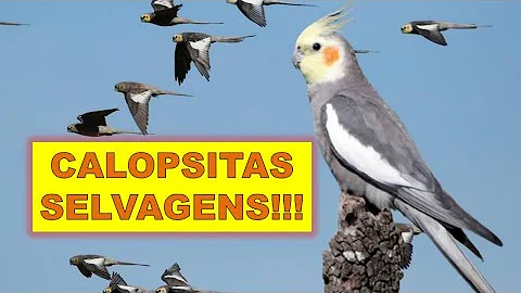 Qual é o habitat natural da calopsita?