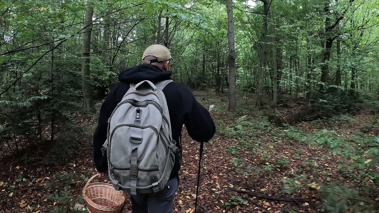 Цього року ГРИБНИЦЯ просто СИПЛЕ ГРИБАМИ! Кожен метр — нова знахідка!