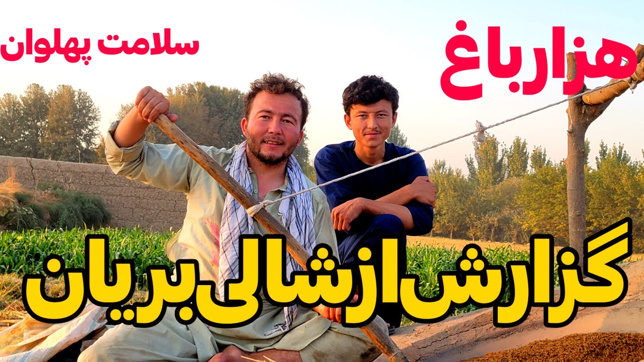 گزارش از برداشت شالی در قریه هزارباغ ولسوالی خواجه غار!