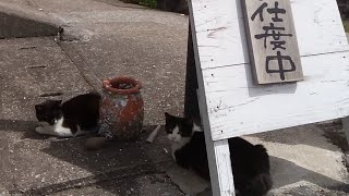 看板猫？