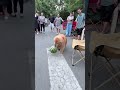 Golden Retriever Trade Time #shorts #dogs