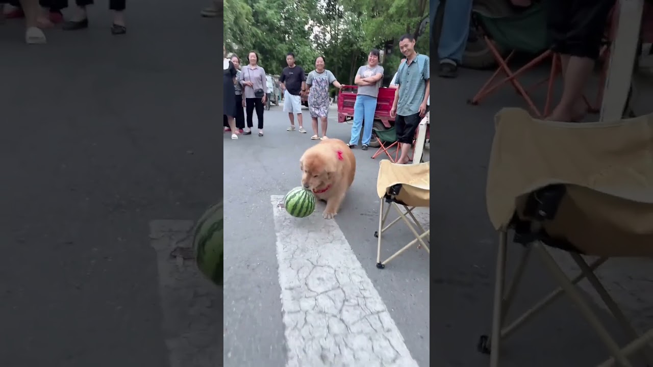 Golden Retriever Trade Time #shorts #dogs