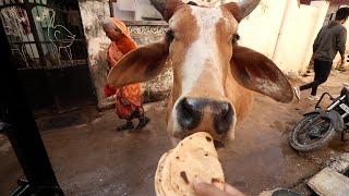 Palanpur Village life | Hometown Vlog | Shirish Vlogs screenshot 2