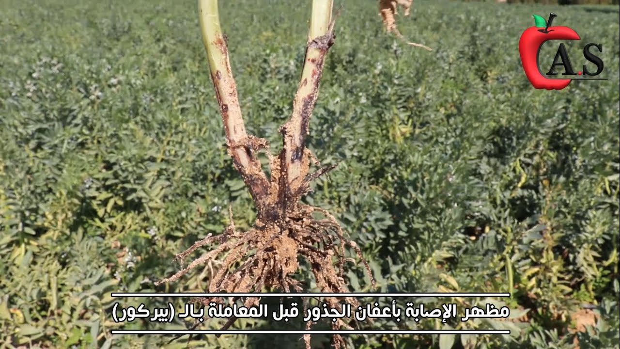مكافحة مرض اعفان الجذور في محصول الفول البلدي وطرق الوقاية والعلاج