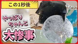 【この直後大惨事】洗面器に張った氷をカラスが…。20260131、カラス＆四つ足クインテット（仮）