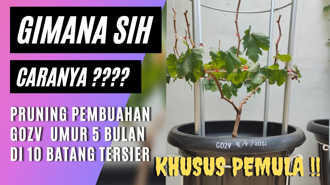 Pruning / Pangkas Pembuahan Anggur Varian GozV usia 5 Bulan (HST) di Rooftop Pengangguran Balikpapan
