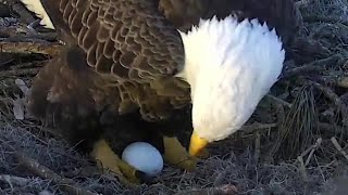 AEF NEFL Bald Eagles~Gabby laid her first egg for the season~5:00 pm 2020/12/31