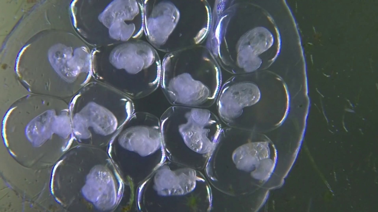 必見 ピンクラムズホーンの卵を拡大撮影 Youtube