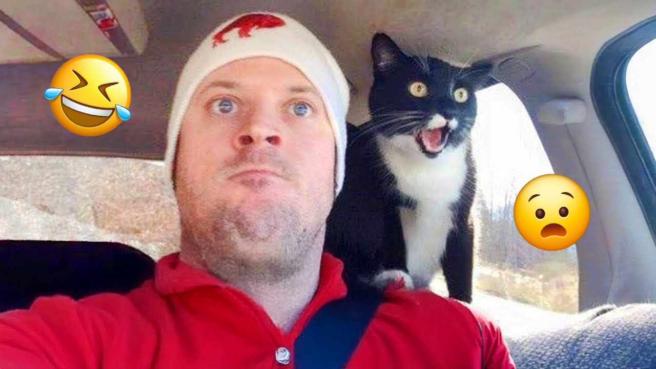 The Funniest Cat Videos 🐱 Try Not To Laugh Part 3