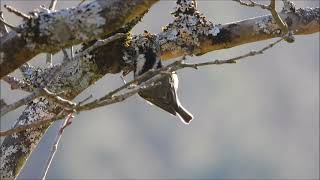 Carbonero garrapinos, ferreiriño negro, coal tit (Periparus ater) alimentándose en Galicia
