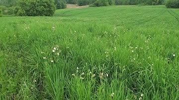 Kernza Regrowth: Second Spring