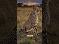 The Fastest Animal on Land! #shorts #youtubeshorts #viralshorts #didyouknow #cheetah