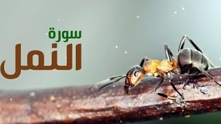 تلاوة رائعة من سورة النمل - بصوت القارئ عماد عبدالله