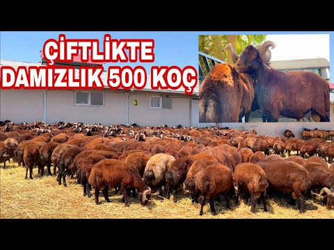 4K-MOR KARAMAN ÜRETİM ÇİFTLİĞİNDEN 3 TANE DAMIZLIK KOÇ ALDIK--14 BİN HAYVANIN OLDUĞU KOÇA ÇİFTLİK