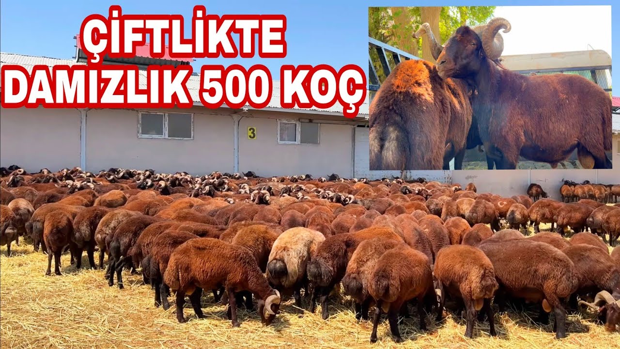 4K-MOR KARAMAN ÜRETİM ÇİFTLİĞİNDEN 3 TANE DAMIZLIK KOÇ ALDIK--14 BİN HAYVANIN OLDUĞU KOÇA ÇİFTLİK