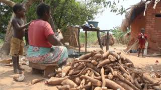 Iita-Cassava Seed Multiplication In Nkhatabay, Malawi