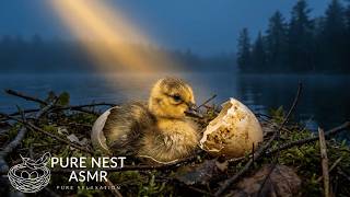 Canada Goose: 150 Days From Egg to Survivor | Nature ASMR (No Talking, No Music)