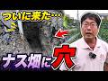 害獣被害が止まりません。ついに住宅地近くのナス畑まで掘られました（2026.6.20）