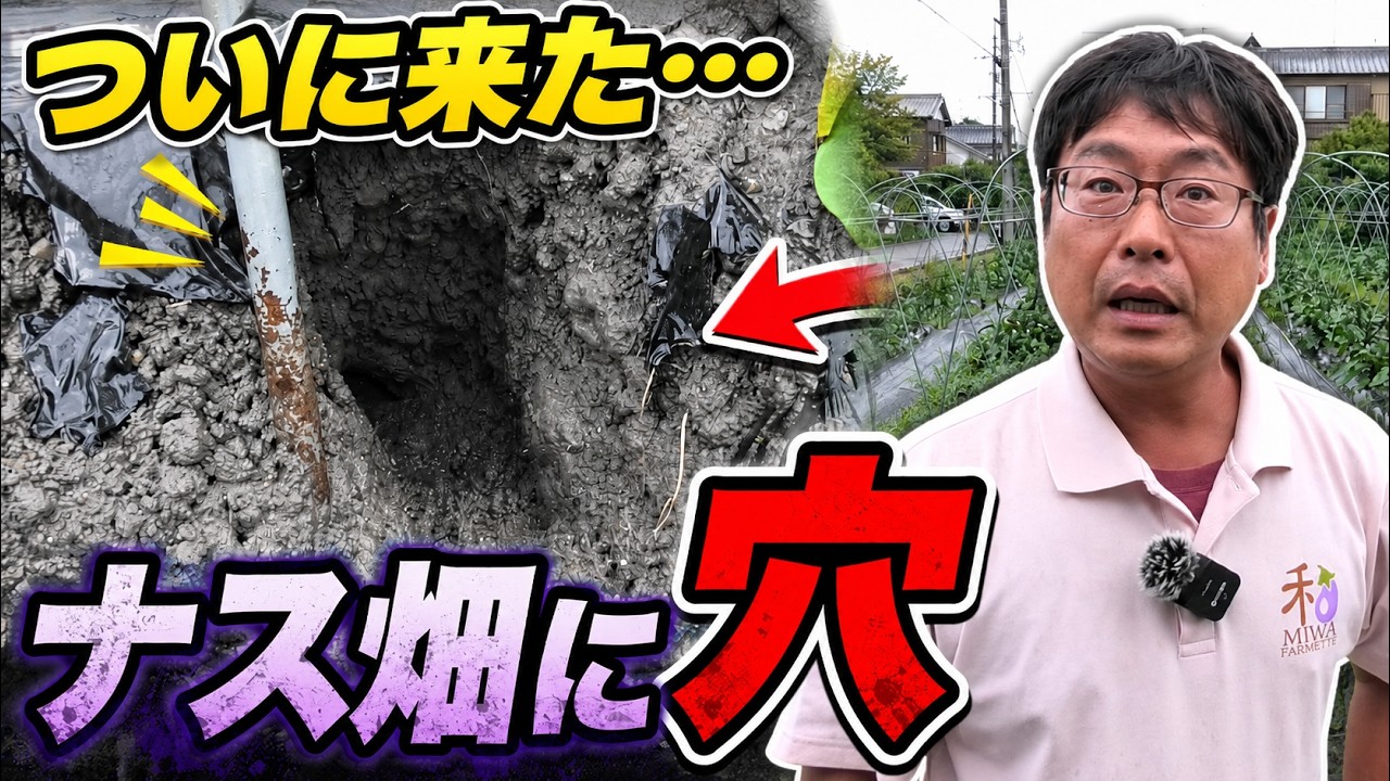 害獣被害が止まりません。ついに住宅地近くのナス畑まで掘られました（2026.6.20）