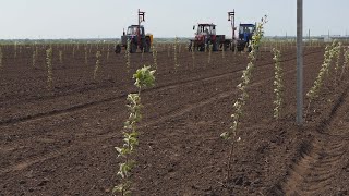 Закладка промышленных садов в с. Бобровка