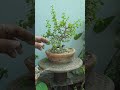 Pruning a Jade Plant...Part 8 #garden  #bonsai #jade #shorts #tranding