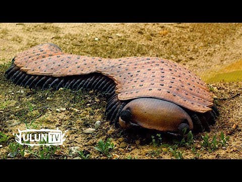 Video: Apakah arthropoda landak laut?