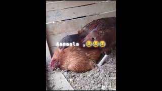 mapenzi ya kuku hii inachekesha sana 🤣🤣🤣