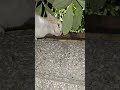 two cats #cats #facing #eachother #teritorial #matter #youtube