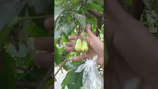 Berbuah  Jambu Air Manis Hijau buah viral