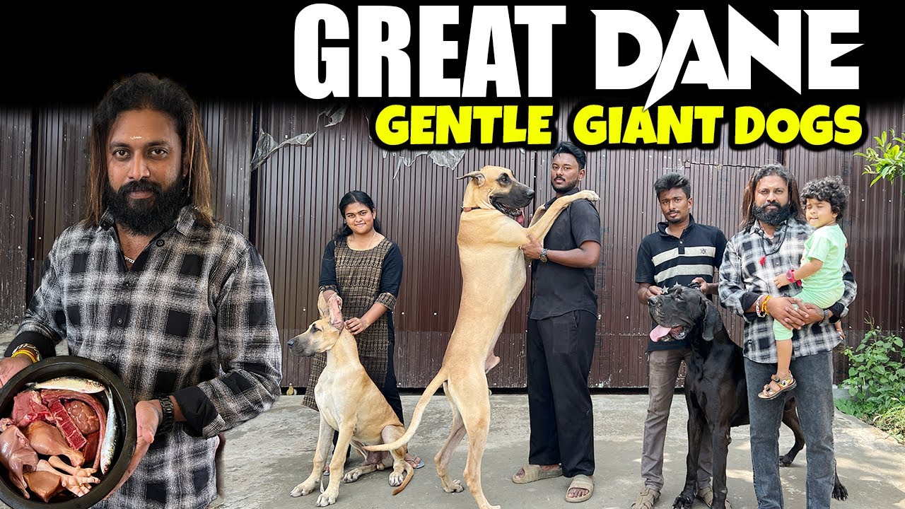Great Dane பற்றிய உண்மைகள்! Care, Cost & Feeding Full Details | Radan Kennel Coimbatore