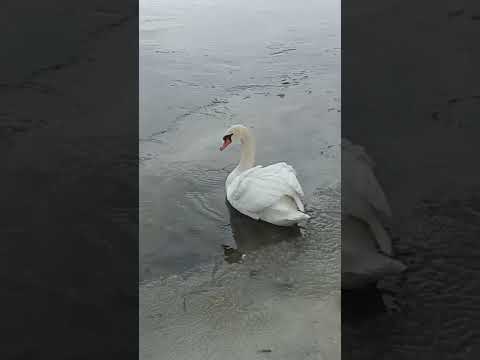 Видео: Черният лебед е благородна птица