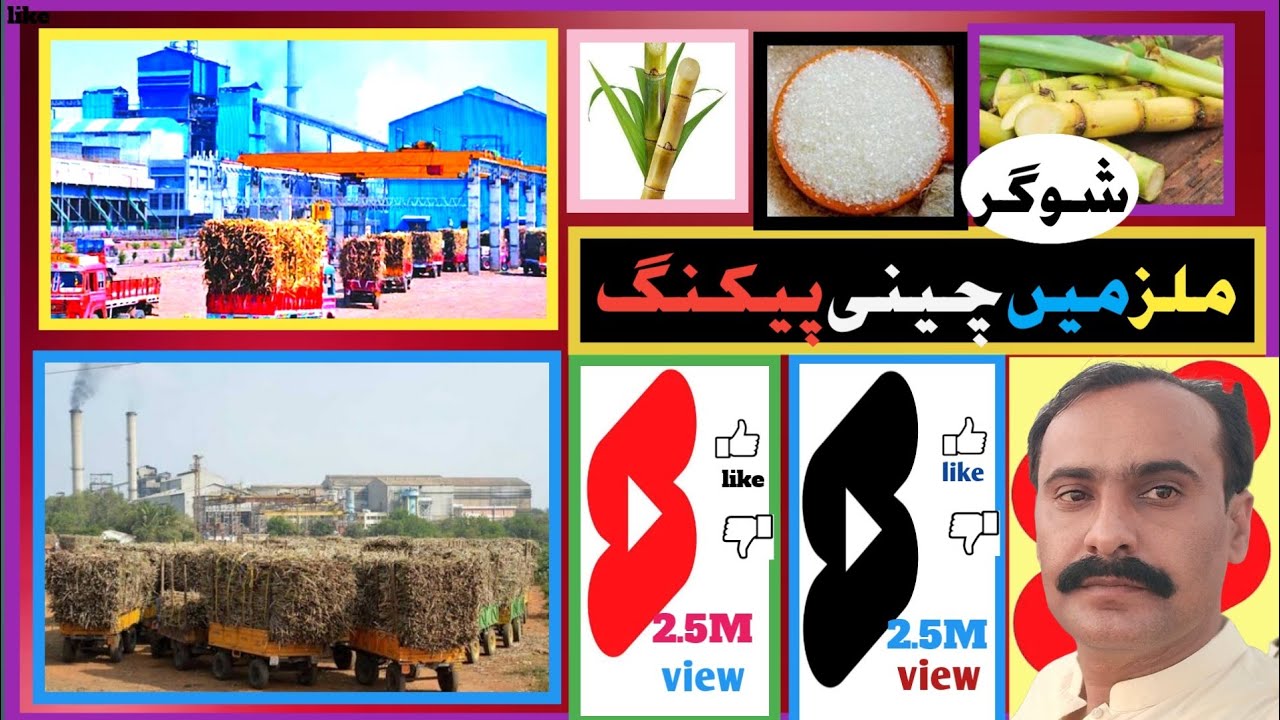 sugar mill picking sugar شوگر کی پیکنگ 