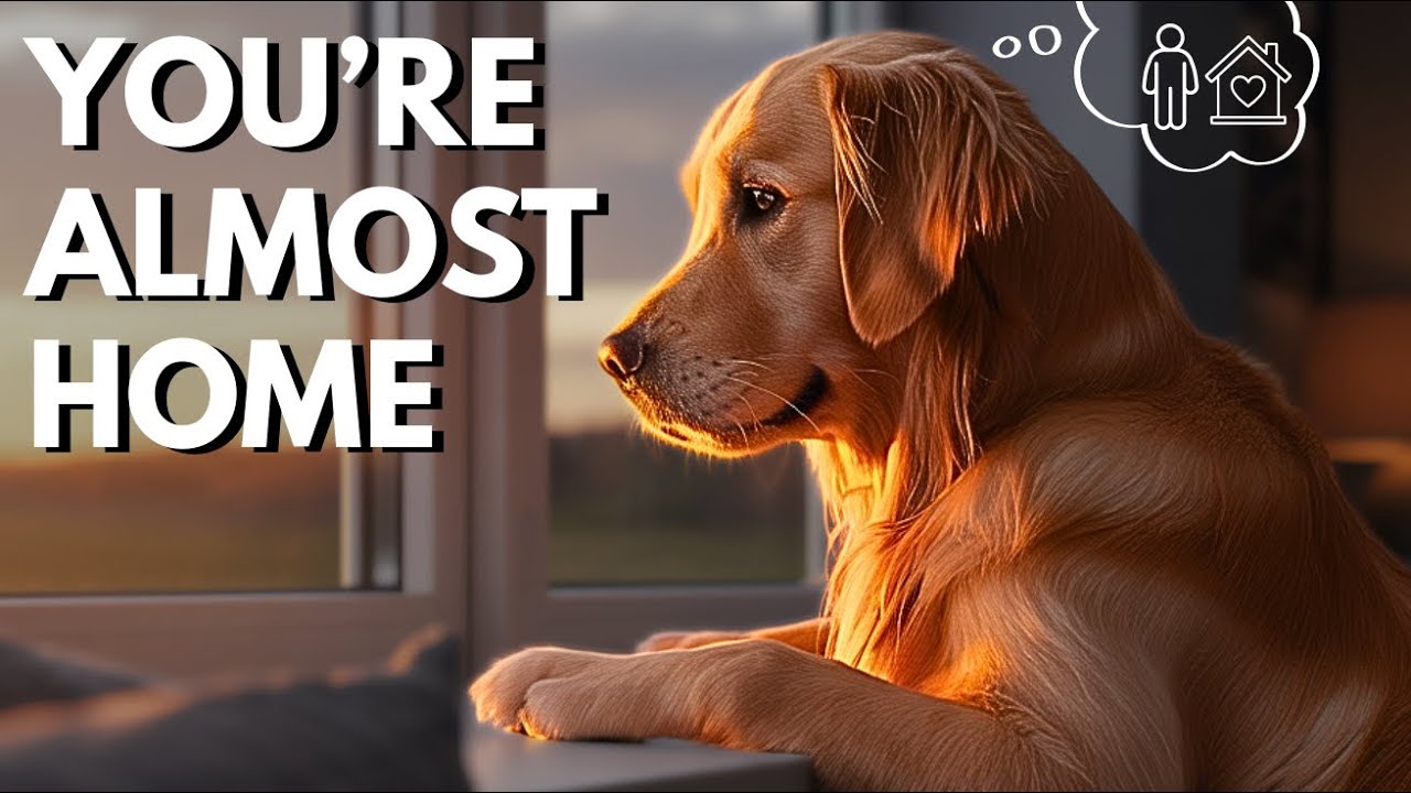 How Your Dog Knows You’re Coming Home (Before You Even Arrive)