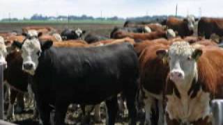 Harris Ranch Project - American Hereford Association