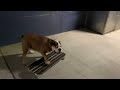 Giotto the skate boarding  Aussie bulldog is very busy nowadays 👏👏