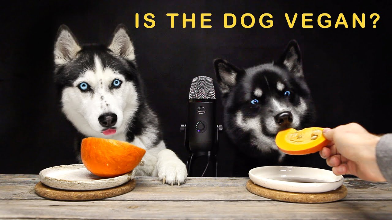 7 Unusual Foods that My Husky Eat! Dogs Taste Food YouTube