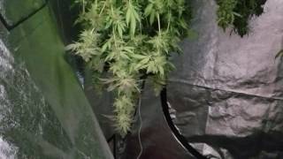 2017 LEC Bio-Living Organics Harvest update