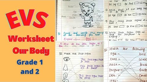 Evs Worksheet | Class 1|Our Body