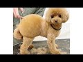 【トリミング】オパンツカット✂︎ブレンダーとカーブでカット