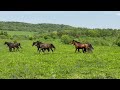 Sounds of Nature in the Mountain Pasture and Grazing Horses