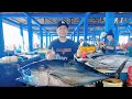 Live skills potong ikan tuna segar