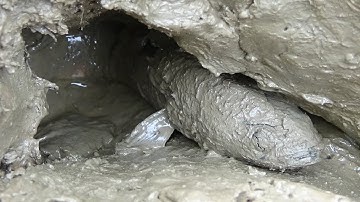 Cá Lóc Đồng mắc cạn vào mùa khô