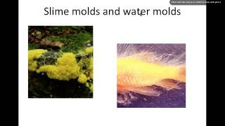 KingdProtista.mp4