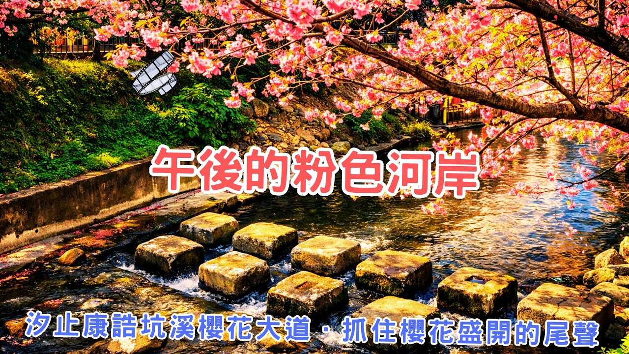 《午後的粉色河岸｜汐止康誥坑溪櫻花大道．抓住櫻花盛開的尾聲》